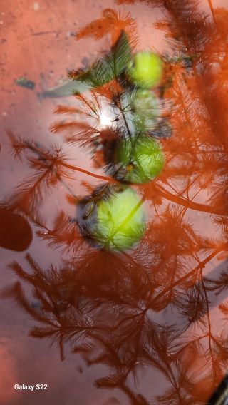 김준한님의 자두 · 영농일지 작성글 사진