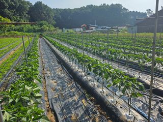 최경림님의 고추 · 영농일지 작성글 사진