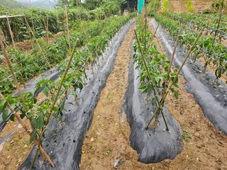 연모 자연의행복님의 고추 · 영농일지 작성글 사진