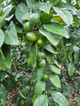 팜모닝 귤·영농일지 게시글 이미지