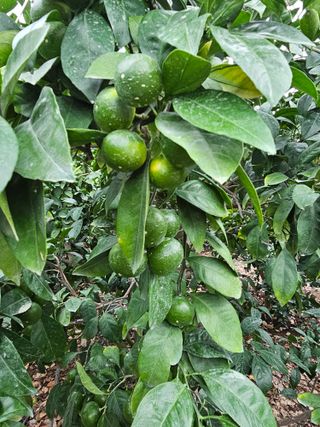 복희네농장(달콤향)님의 귤 · 영농일지 작성글 사진