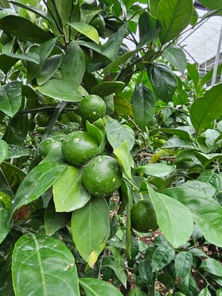 복희네농장(달콤향)님의 귤 · 영농일지 작성글 사진