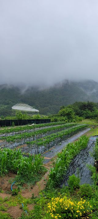 이숲농원님의 고추 · 영농일지 작성글 사진