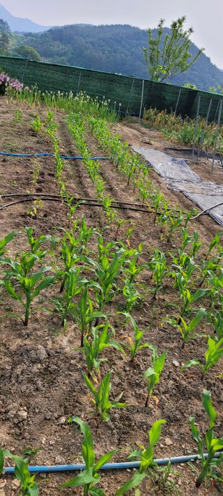 이숲농원님의 고추 · 영농일지 작성글 사진