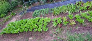 이숲농원님의 고추 · 영농일지 작성글 사진