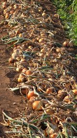 팜모닝 자유주제·자유게시판 게시글 이미지