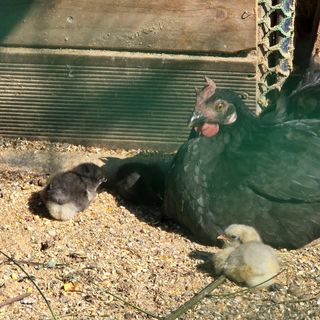 홍성부님의 자유주제 · 자유게시판 작성글 사진