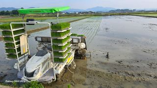 조성대님의 벼 · 영농일지 작성글 사진