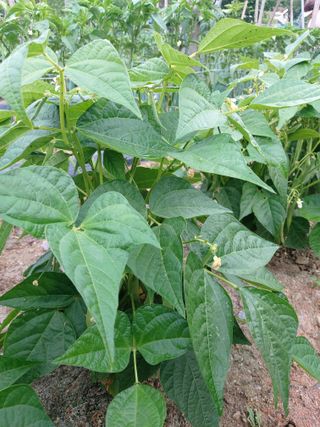 청주 미원 최재수님의 고추 · 영농일지 작성글 사진