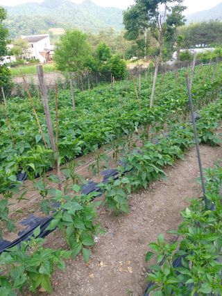 청주 미원 최재수님의 고추 · 영농일지 작성글 사진