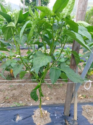 청주 미원 최재수님의 고추 · 영농일지 작성글 사진