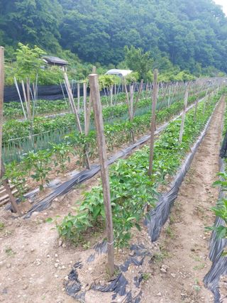 청주 미원 최재수님의 고추 · 영농일지 작성글 사진