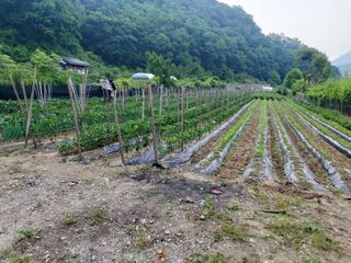 청주 미원 최재수님의 고추 · 영농일지 작성글 사진