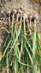 팜모닝 마늘·영농일지 게시글 이미지