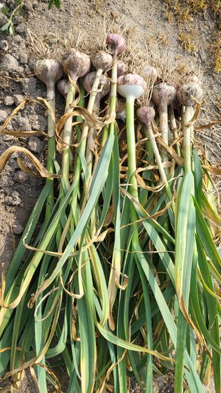 문병훈님의 마늘 · 영농일지 작성글 사진