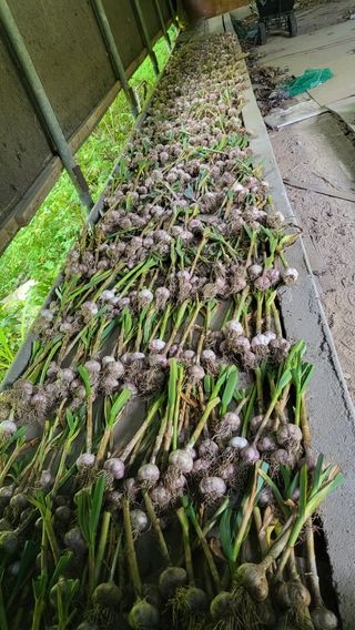 문병훈님의 마늘 · 영농일지 작성글 사진