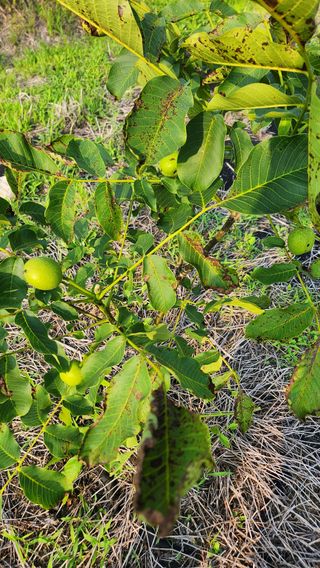 김우석님의 기타작물 · 영농일지 작성글 사진