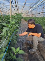 팜모닝 고추·영농일지 게시글 이미지