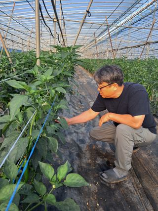 하늘샘(하경수)님의 고추 · 영농일지 작성글 사진