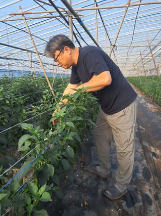 하늘샘(하경수)님의 고추 · 영농일지 작성글 사진