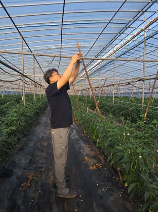 하늘샘(하경수)님의 고추 · 영농일지 작성글 사진