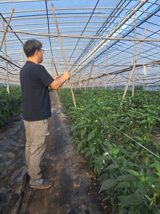 하늘샘(하경수)님의 고추 · 영농일지 작성글 사진