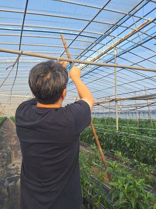 하늘샘(하경수)님의 고추 · 영농일지 작성글 사진