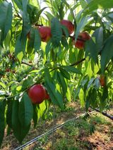 팜모닝 복숭아·영농일지 게시글 이미지