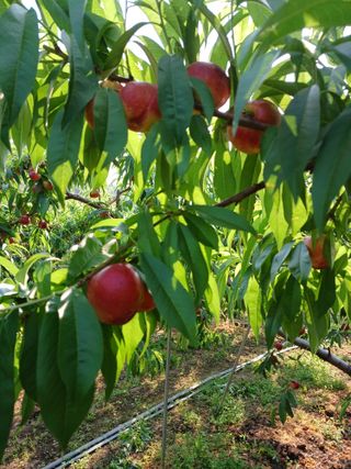 배경수 님의 복숭아 · 영농일지 작성글 사진