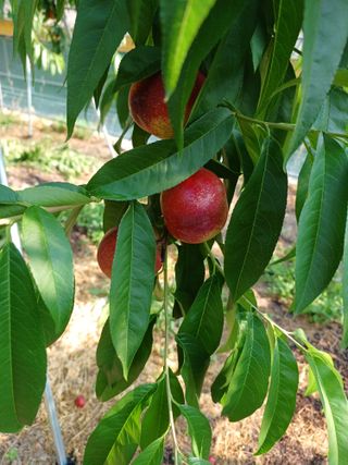 배경수 님의 복숭아 · 영농일지 작성글 사진