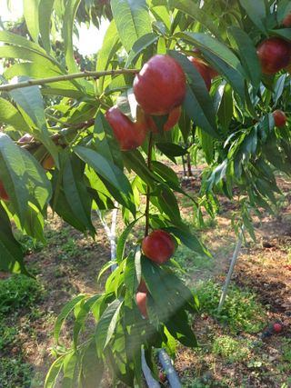 배경수 님의 복숭아 · 영농일지 작성글 사진