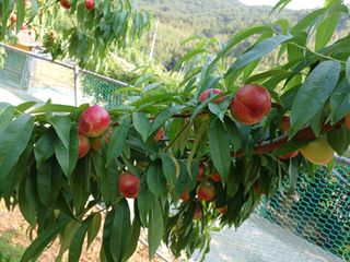 배경수 님의 복숭아 · 영농일지 작성글 사진