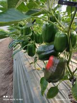 팜모닝 기타작물·영농일지 게시글 이미지