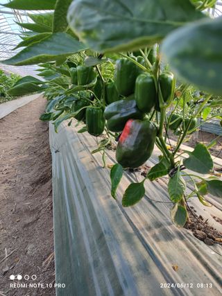 김영인님의 기타작물 · 영농일지 작성글 사진