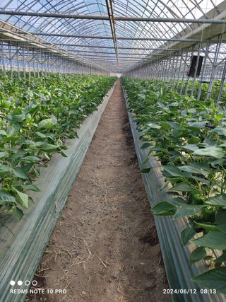 김영인님의 기타작물 · 영농일지 작성글 사진