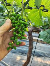 팜모닝 포도·영농일지 게시글 이미지