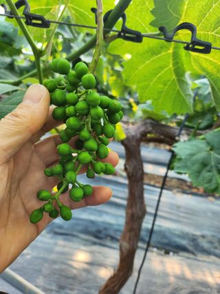 칠공언더님의 포도 · 영농일지 작성글 사진