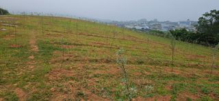 song1963님의 기타작물 · 영농일지 작성글 사진