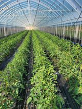 팜모닝 토마토·영농일지 게시글 이미지