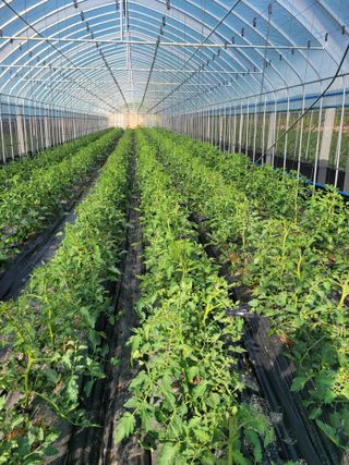 최창남님의 토마토 · 영농일지 작성글 사진