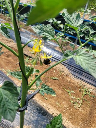 최창남님의 토마토 · 영농일지 작성글 사진