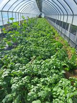 팜모닝 감자·영농일지 게시글 이미지