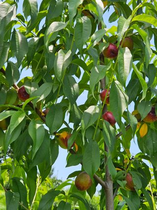 우창구님의 복숭아 · 영농일지 작성글 사진