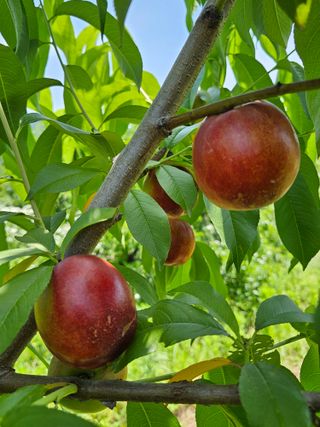 우창구님의 복숭아 · 영농일지 작성글 사진