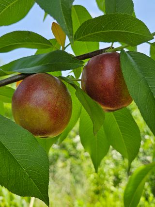 우창구님의 복숭아 · 영농일지 작성글 사진