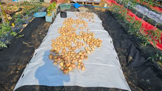 김타잔님의 양파 · 영농일지 작성글 사진