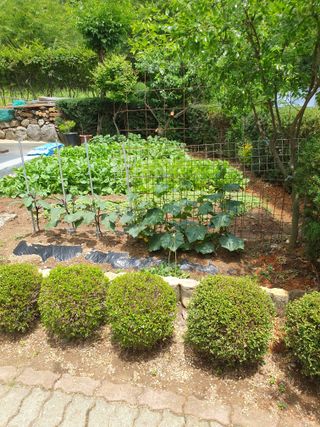 0102274435님의 고추 · 영농일지 작성글 사진