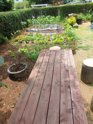 0102274435님의 고추 · 영농일지 작성글 사진