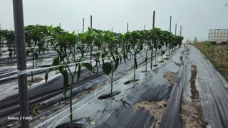 박현주님의 고추 · 영농일지 작성글 사진