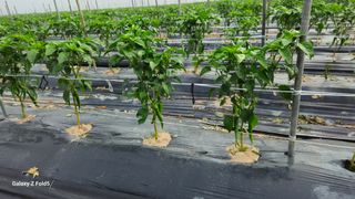 박현주님의 고추 · 영농일지 작성글 사진